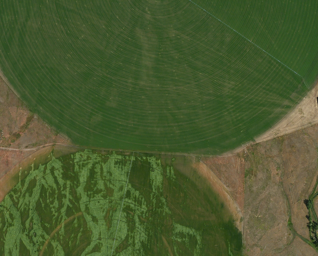 Center Pivot, sky view of two fields