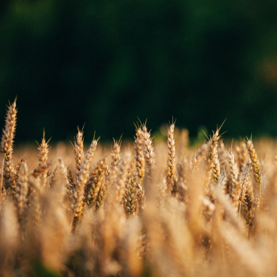 wheat growing in a field